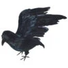 Lebensgroßer Rabe Mit Flügeln