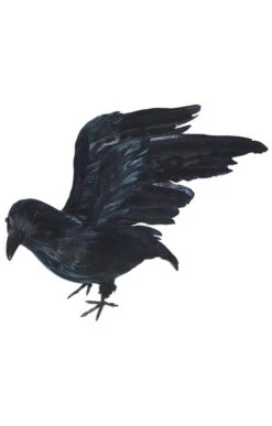 Lebensgroßer Rabe Mit Flügeln