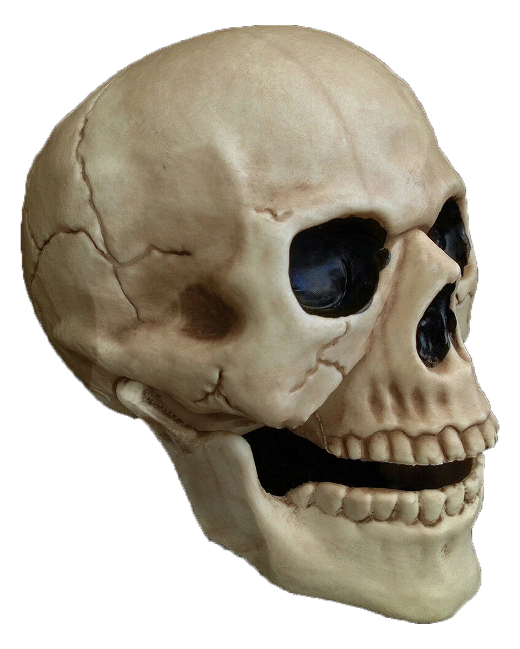 Wetterfester Totenschädel Mit Beweglichem Kiefer 20cm – Bild 2